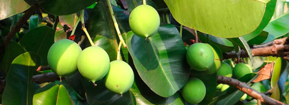 Calophylle